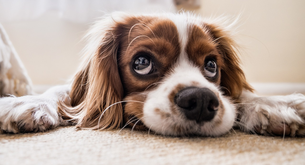 Quanto può costare un cucciolo di cane corso?