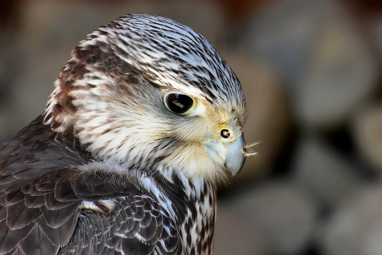 Che lavoro e fare il falconiere?