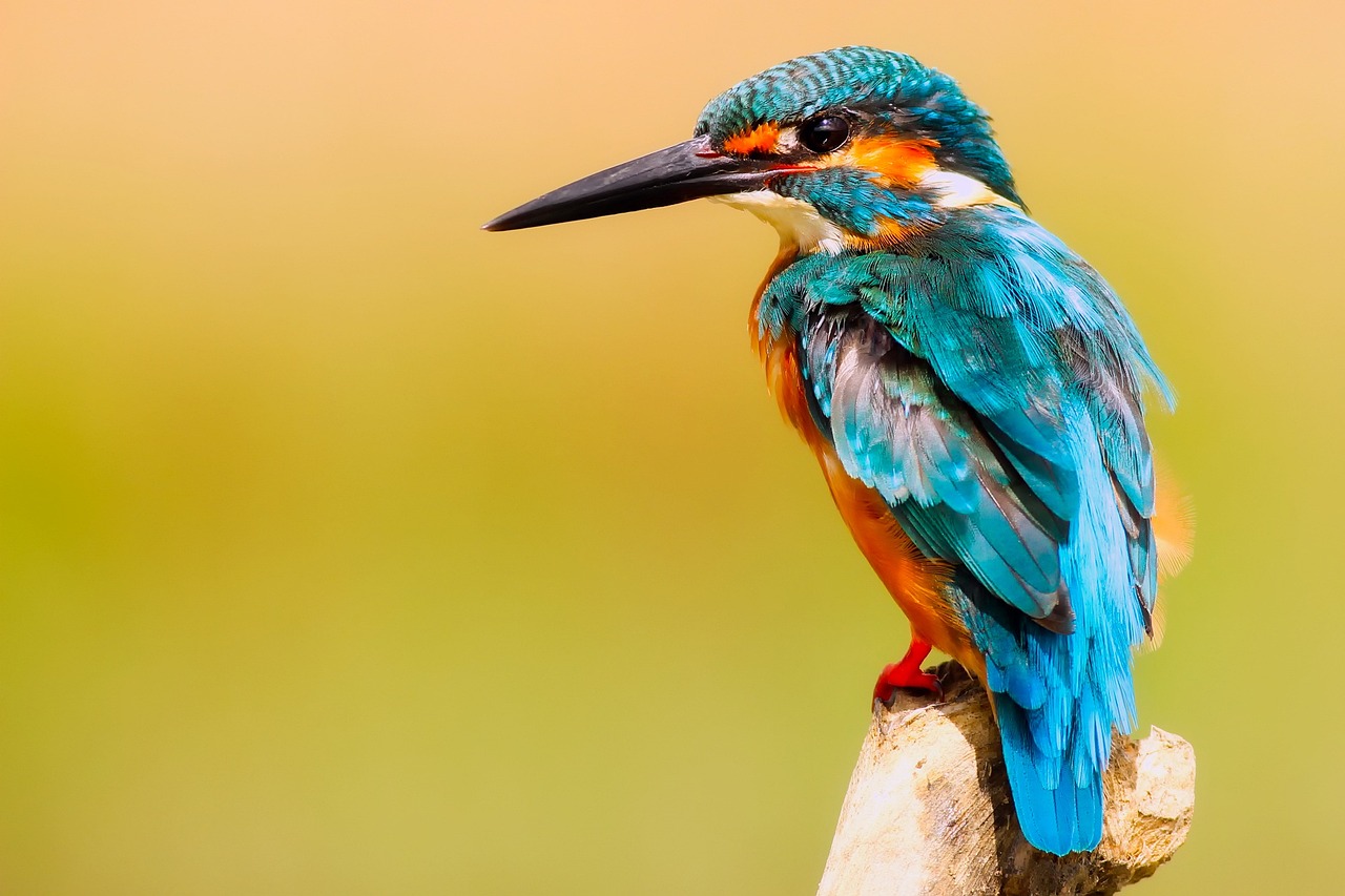 Che lavoro puoi fare se ami gli animali?