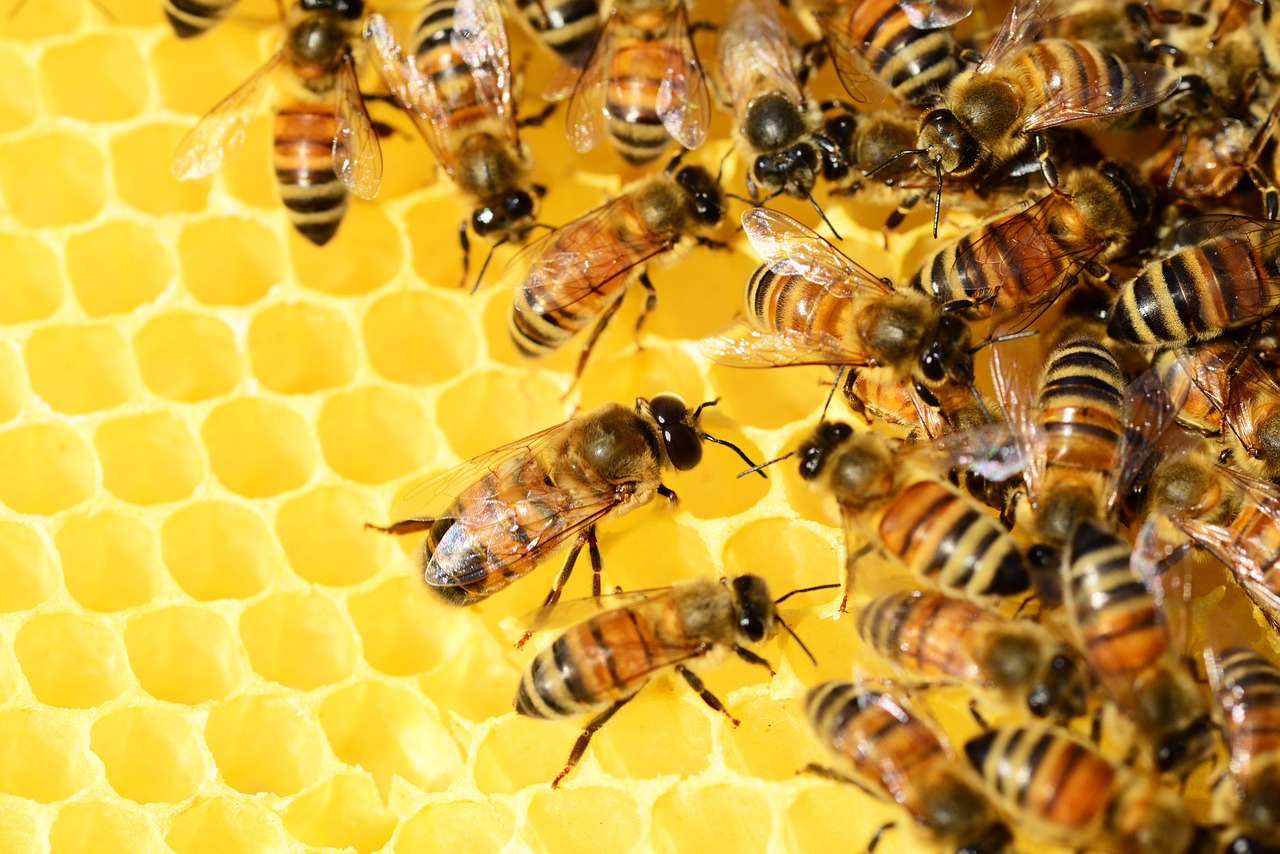 Quanto si guadagna con un apicoltura?