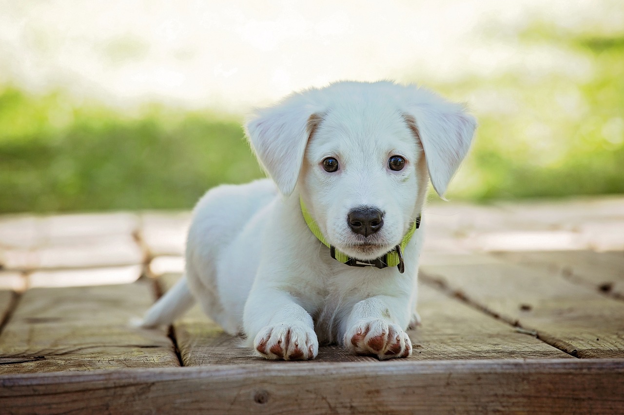 Quanto costa aprire un pensione per cani?