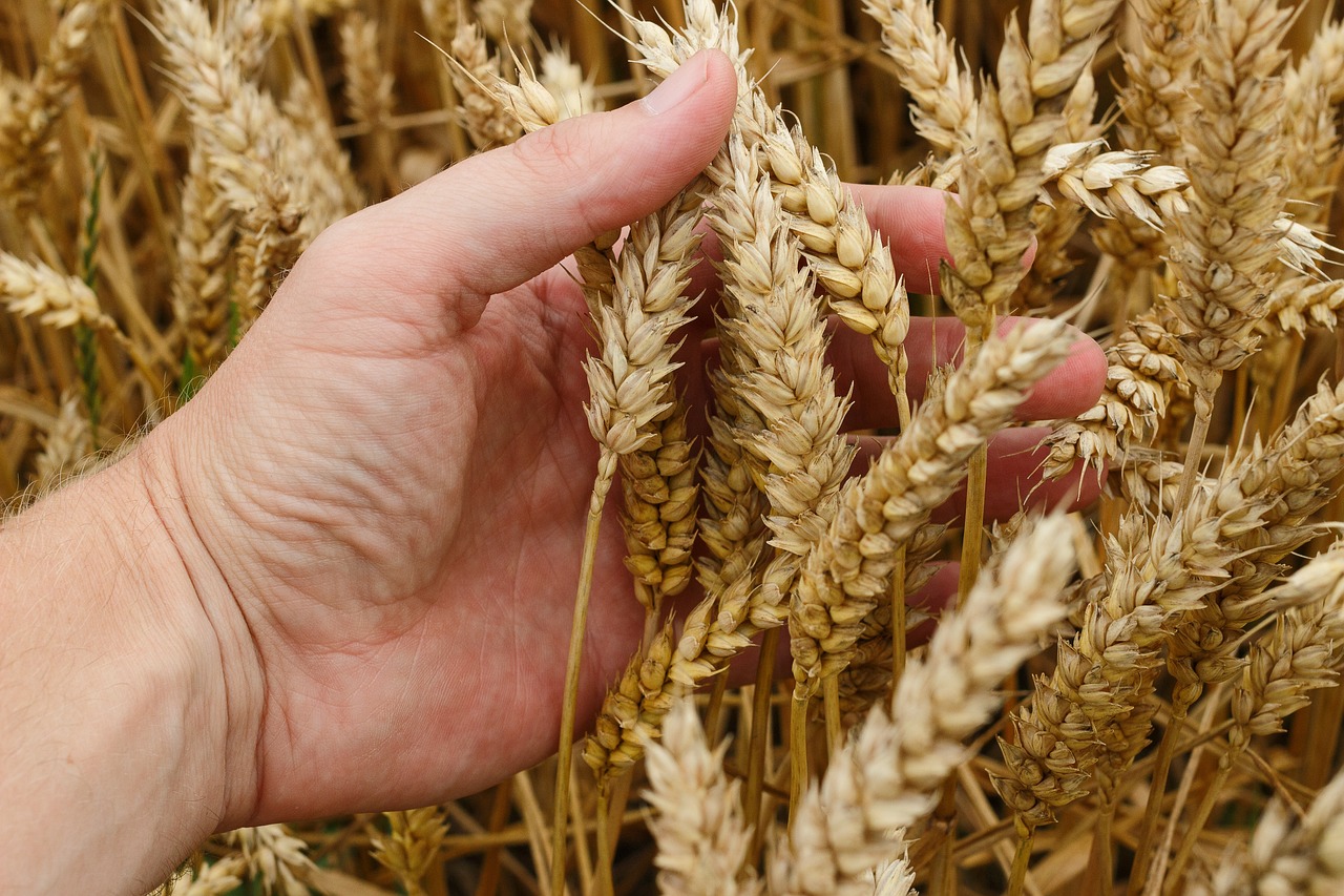 Come si fa a diventare un agronomo?