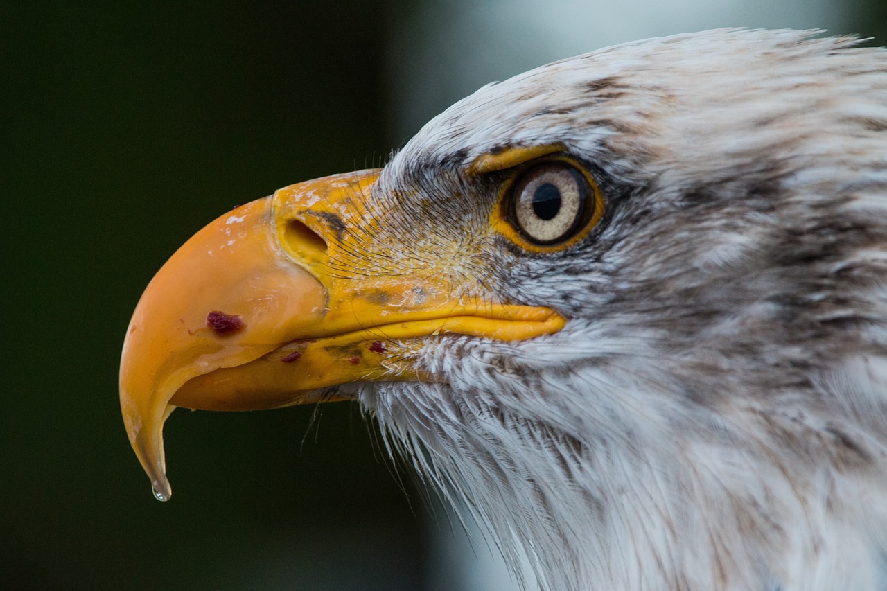 Come iniziare con la falconeria?